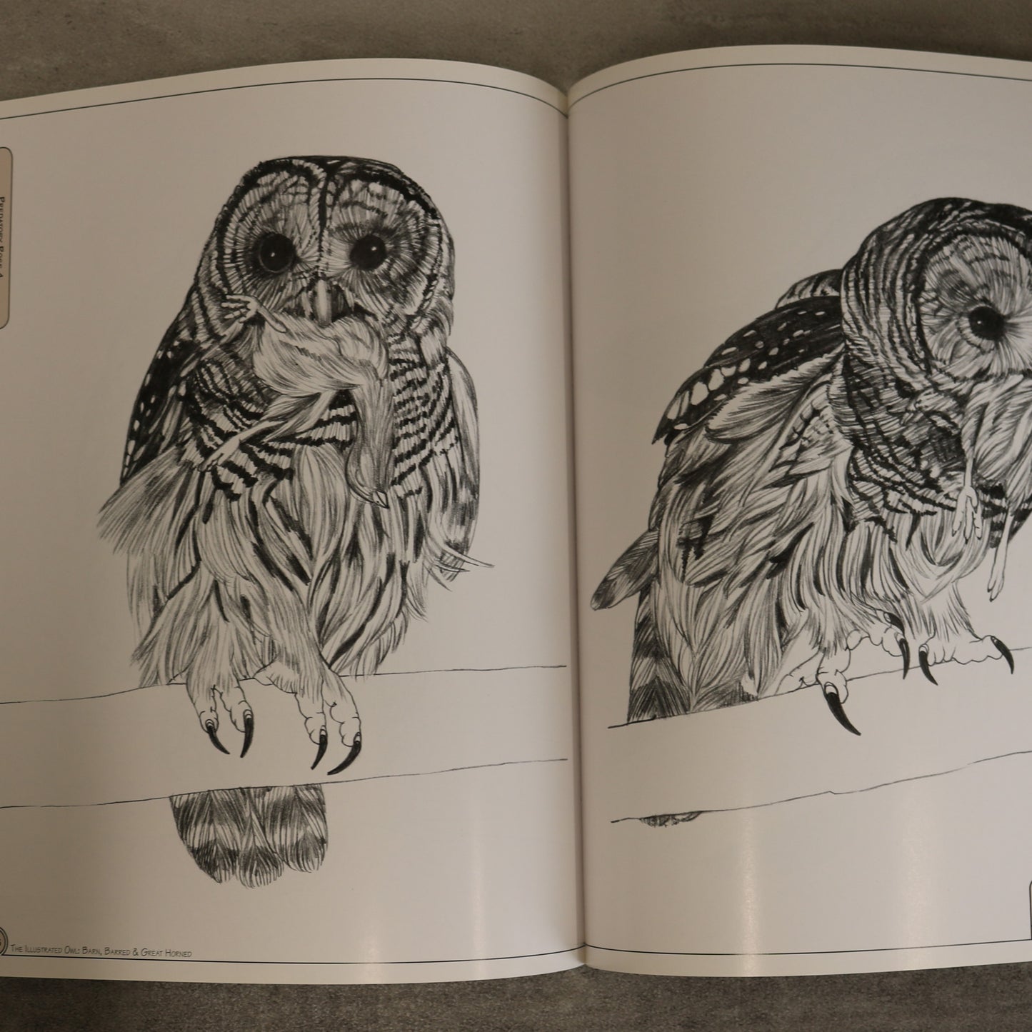 Illustrated Barn Barred Great Horned Owl Wood Carving Used Book